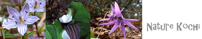 ネイチャー高知画像